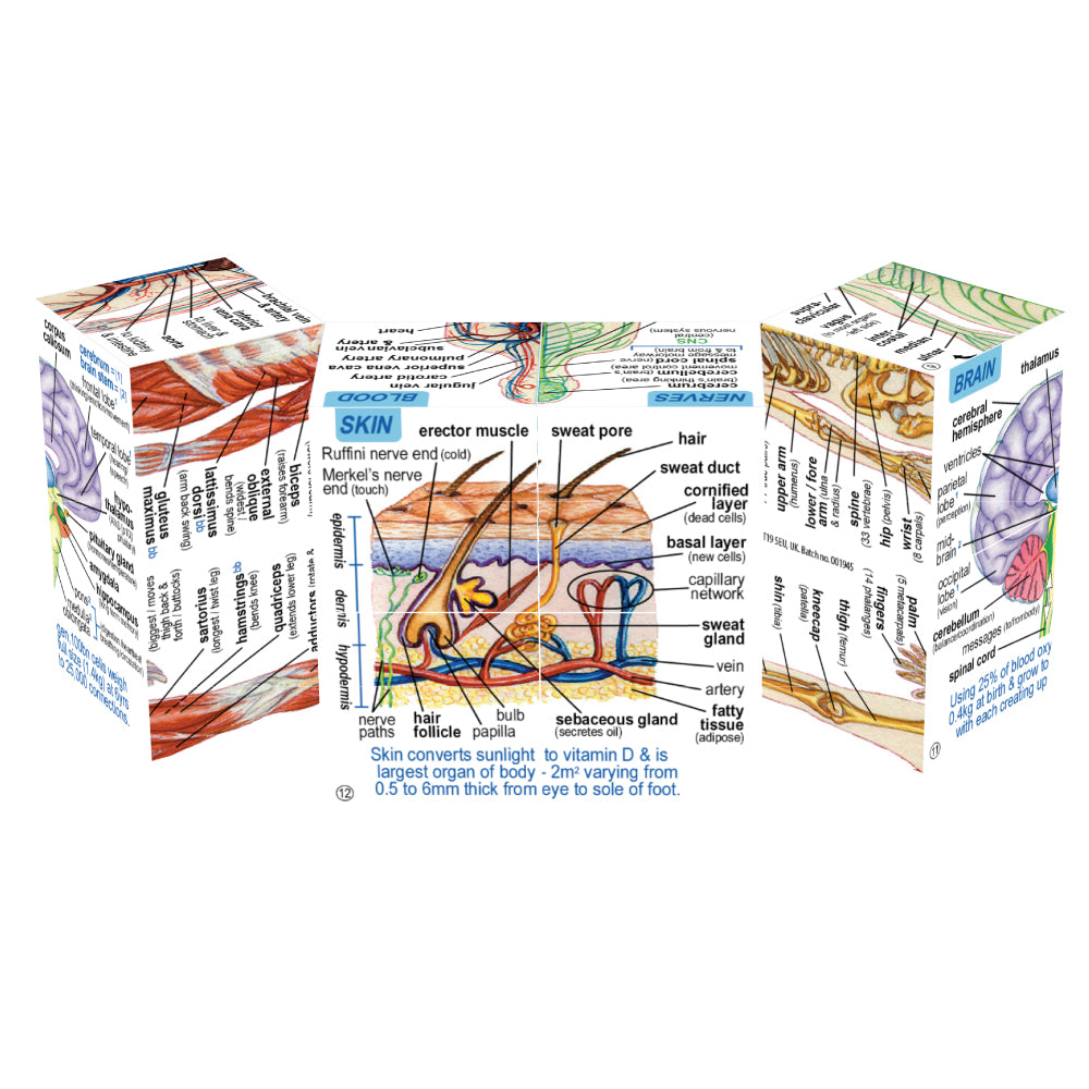 human-body-systems-and-statistics-cubebook-damaged-box-ZCC5020-2