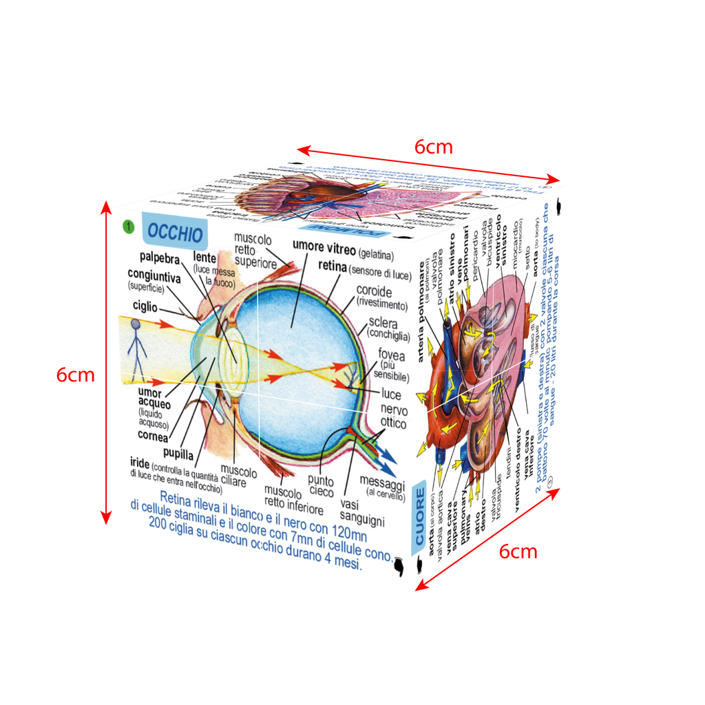 human-body-systems-and-statistics-cubebook-damaged-box-ZCC5020-4