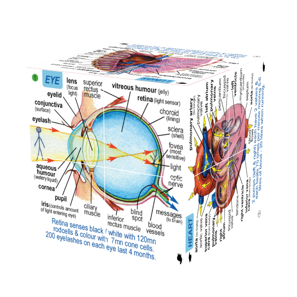 human-body-systems-and-statistics-cubebook-damaged-box-ZCC5020-5