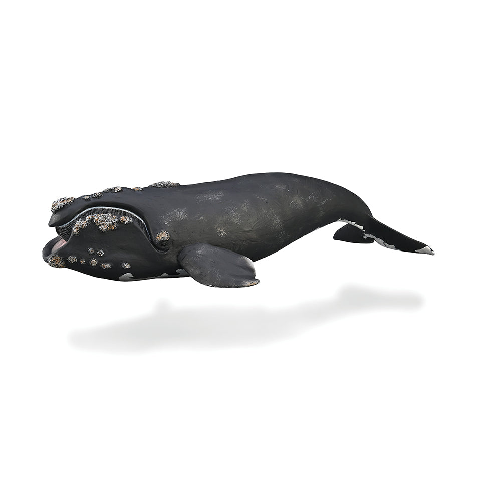 collecta-right-whale-9588740-1