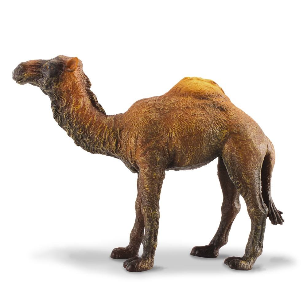 Dromedary Camel Figurine | CollectA Collectable Animal Figure – Bigjigs ...